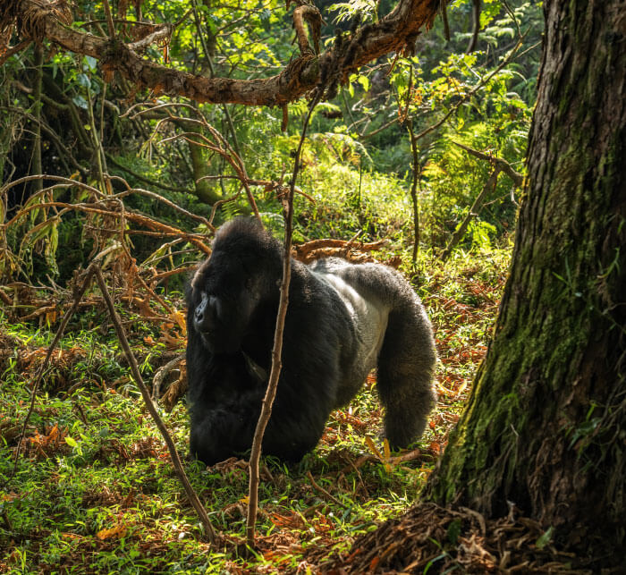 Mountain gorilla - Gorilla beringei, endangered popular large ape from African montane forests, Mgahinga Gorilla National park, Uganda.