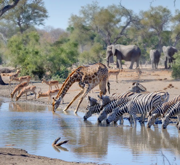 TALAMATI WATERHOLE during a drought. Mixed game gather at a waterhole during a long drought. Kruger National Park, South Africa.