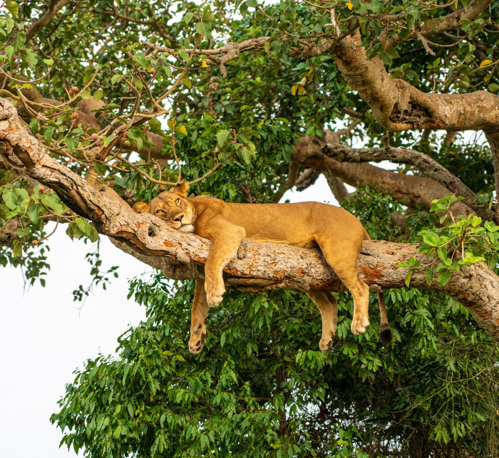 Tree Lions at Queen Elisabeth National Park Uganda