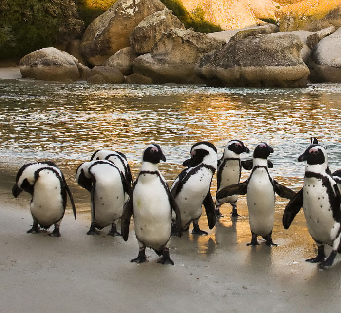 African Penguins on Boulders Beach, Cape Town, South Africa