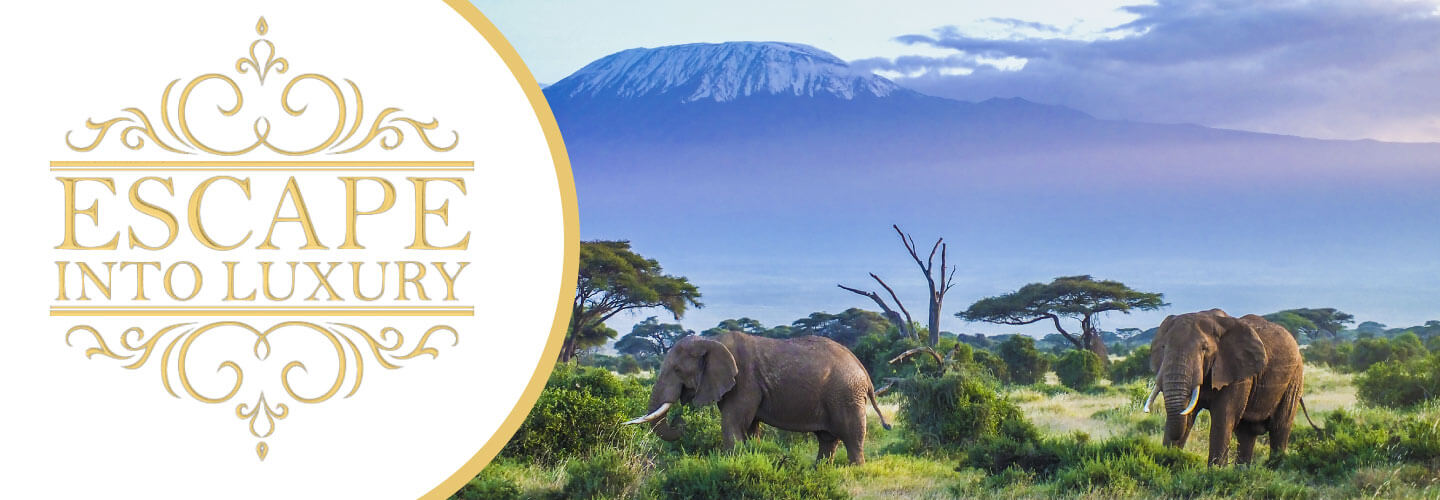 The Dream of a Safari Adventure The Dream of a Safari Adventure