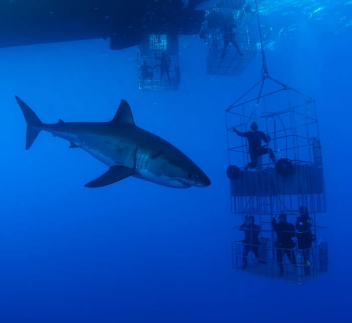 White Shark and Cage