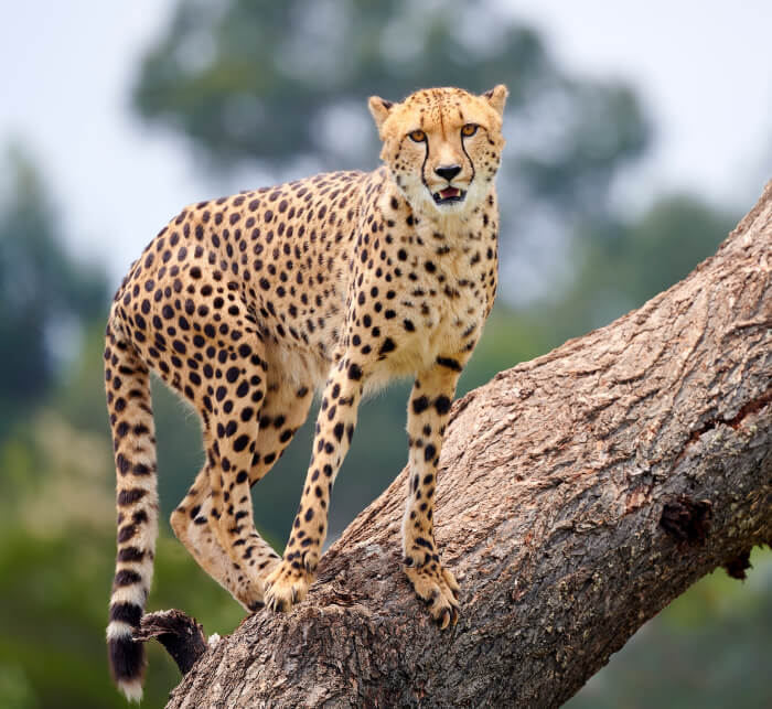 cheetah