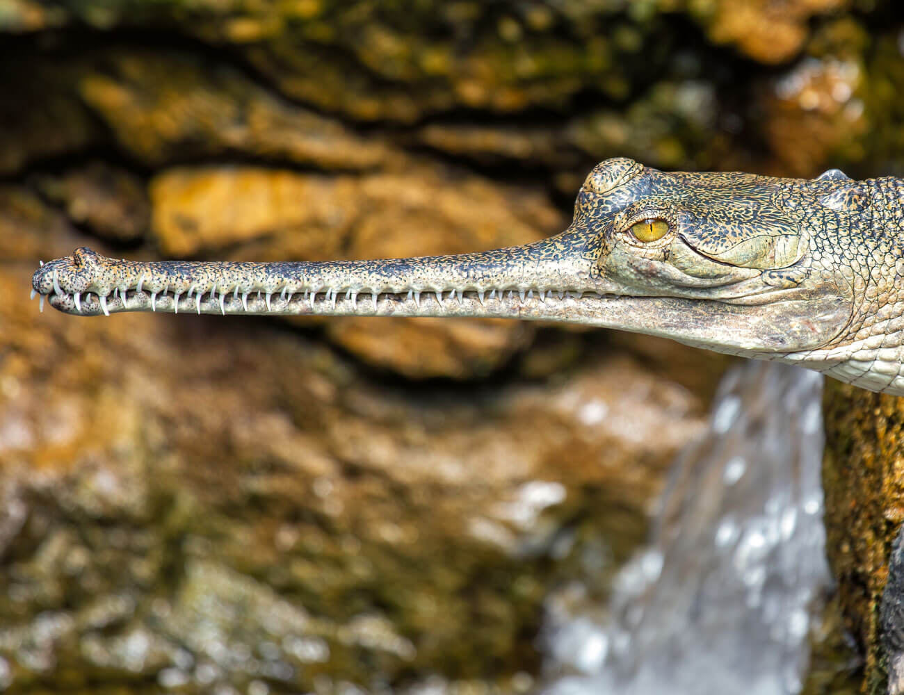 Gharial