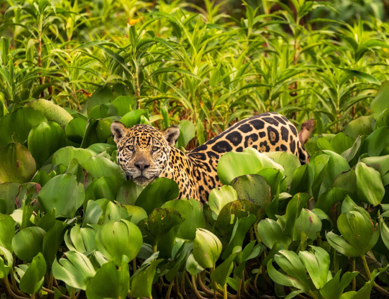 Jaguar