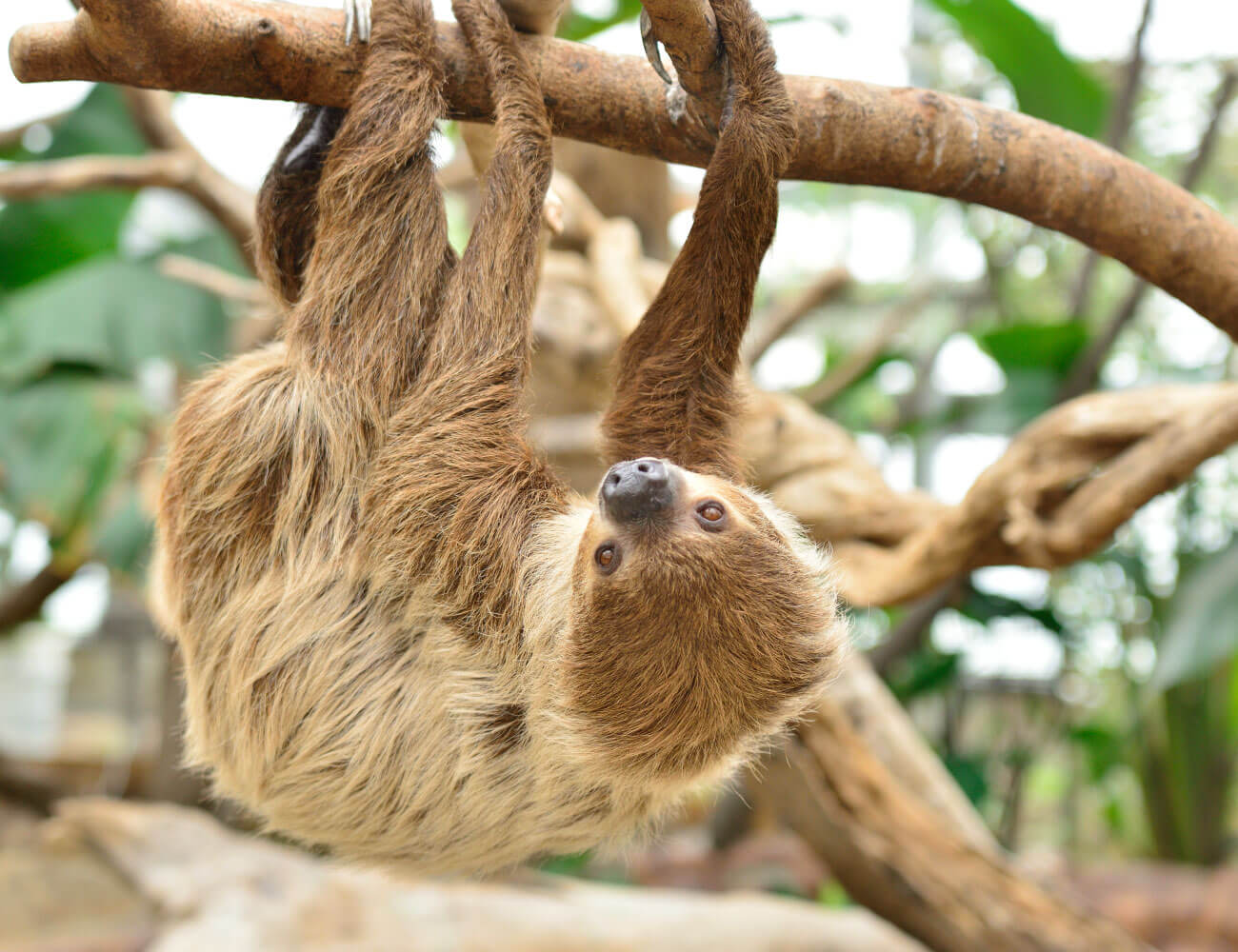 Sloth