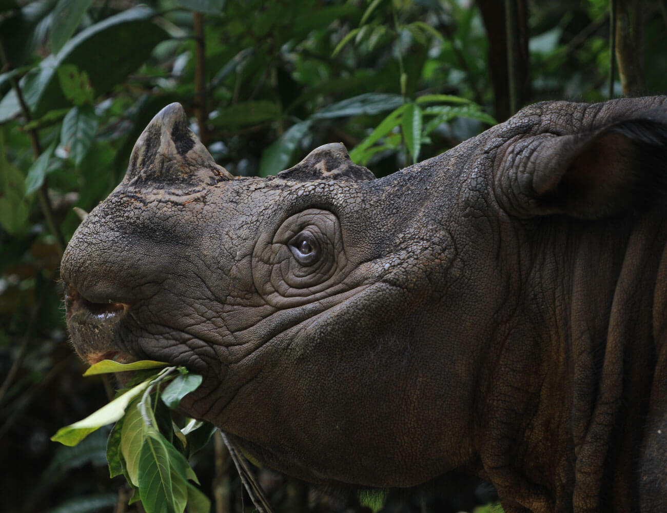 Sumatran-Rhino-(-Sumatran-rhinoceros)-in-sanctuary-eating-small-leaf